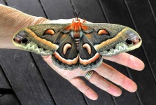 image of animal