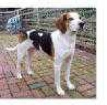 image of walker_hound