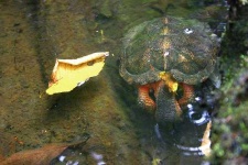 image of mud_turtle