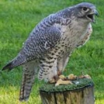 image of bird