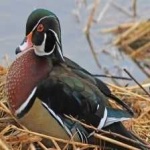 image of wood_duck #11