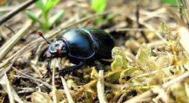image of beetle #13