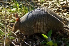image of armadillo