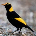 image of regent_bowerbird #14