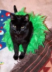 image of feather_boa