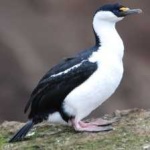 image of bird