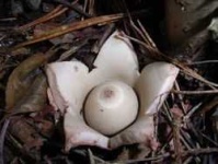 image of earthstar #6