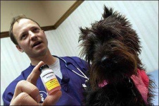 image of scotch_terrier