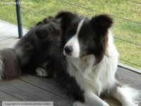 image of border_collie #7