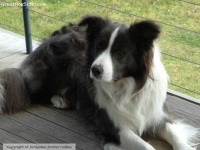 image of border_collie