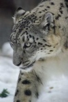 image of snow_leopard