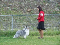image of collie