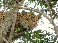 image of jaguar_car