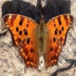 image of animal