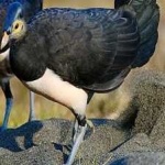 image of bird