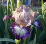 image of bearded_iris #36