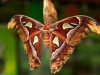 image of moth #33