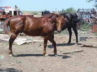 image of sorrel