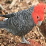 image of bird