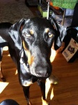 image of doberman