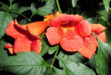 image of flower