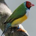 image of bird