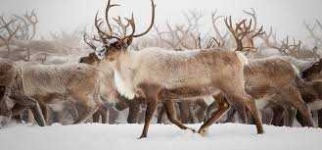 image of reindeer #46