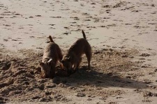 image of irish_terrier