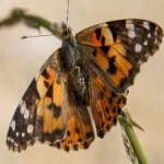 image of animal