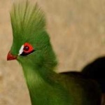 image of bird