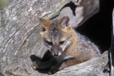image of grey_fox