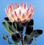 image of flower