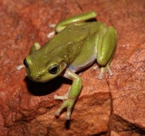 image of tree_frog #5