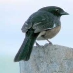 image of bird