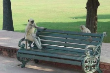 image of langur