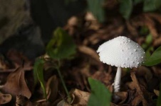image of mushroom