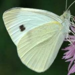 image of animal
