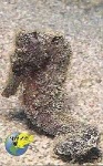image of sea_horse