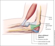 image of human_body_parts