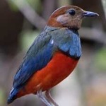 image of red_bellied_pitta #16