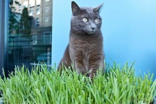 image of russian_blue #14