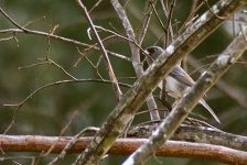 image of junco #13