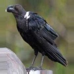 image of bird