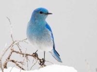 image of bluebird