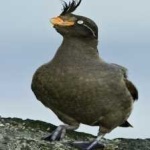 image of bird