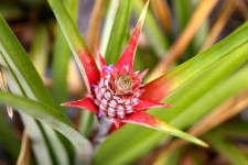 image of pineapple