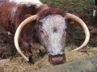 image of animal