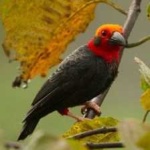image of bird