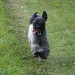 image of kerry_blue_terrier