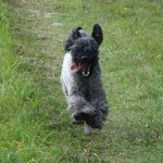 image of kerry_blue_terrier #8